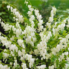 Dicentra - Spectabilis Alba - Pachet 1 Radacina - Aqua Flowers