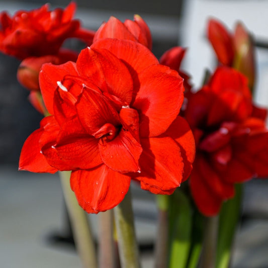 Bulbi Amaryllis - Double dragon - Aqua Flowers