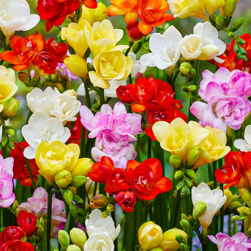 Frezia double Mixt - 20 bulbi