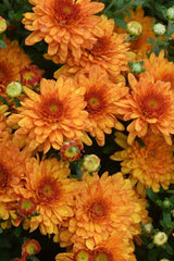 Crizanteme Orange - Ghiveci - Aqua Flowers
