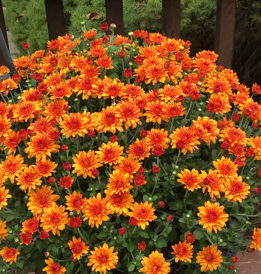 Crizanteme Orange - Ghiveci - Aqua Flowers