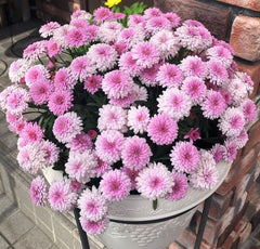 Crizanteme Roz - Ghiveci - Aqua Flowers