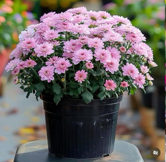 Crizanteme Roz - Ghiveci - Aqua Flowers