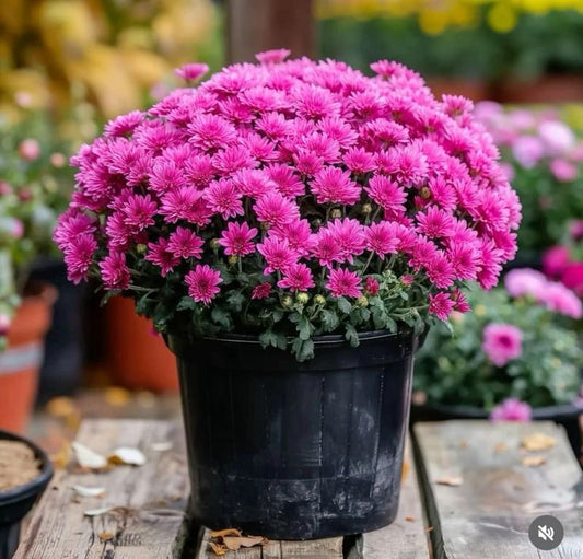 Crizanteme Mov - Ghiveci - Aqua Flowers