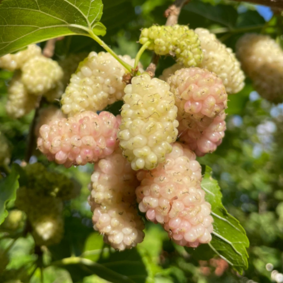 Dud Alb - Morus Alba, Radacina Ambalata - Pom Fructifer Rezistent si Productiv - Floraria Aqua