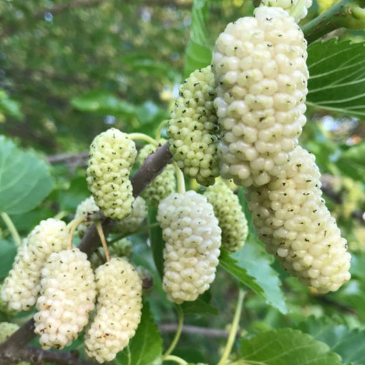Dud Alb - Morus Alba, Radacina Ambalata - Pom Fructifer Rezistent si Productiv - Floraria Aqua