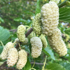 Dud Alb - Morus Alba, Radacina Ambalata - Pom Fructifer Rezistent si Productiv - Floraria Aqua