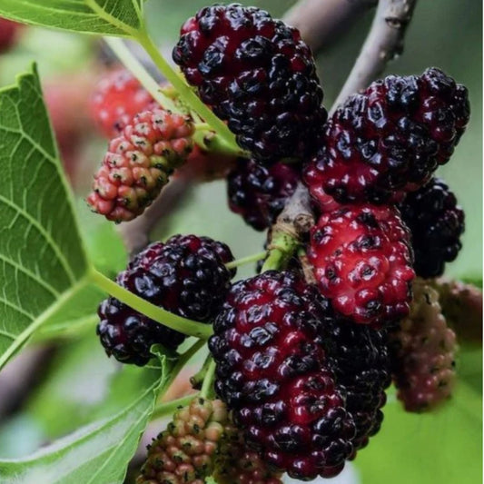 Dud Negru - Morus Nigra, Radacina Ambalata - Pom Fructifer Rezistent cu Fructe Aromate - Floraria Aqua