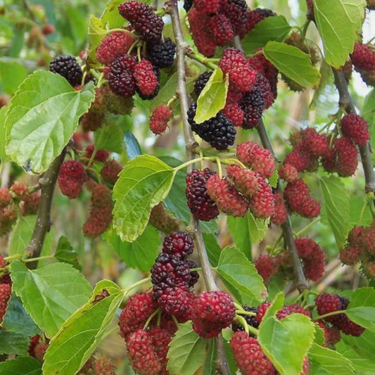 Dud Negru - Morus Nigra, Radacina Ambalata - Pom Fructifer Rezistent cu Fructe Aromate - Floraria Aqua