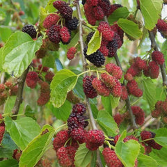 Dud Negru - Morus Nigra, Radacina Ambalata - Pom Fructifer Rezistent cu Fructe Aromate - Floraria Aqua