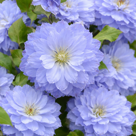 Clematis - Blue Angel- Ghiveci -  înălțime la livrare-50-70 cm