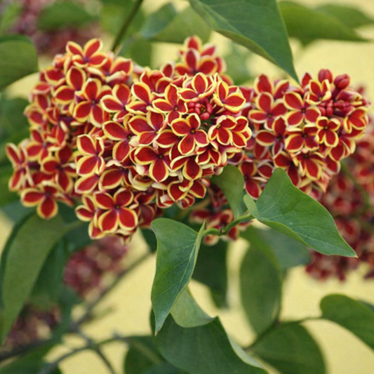 Liliac Syringa – bicolor galben cu roșu - radacina ambalata|  Înălțime la livrare: 70–80 cm