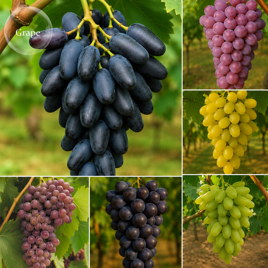 🍇 Pachet 6 Vite de Vie La Ghiveci