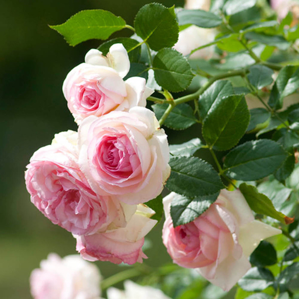 Trandafiri Cataratori Parfumati - Eden Rose - Anul 3 - Ghiveci 2L