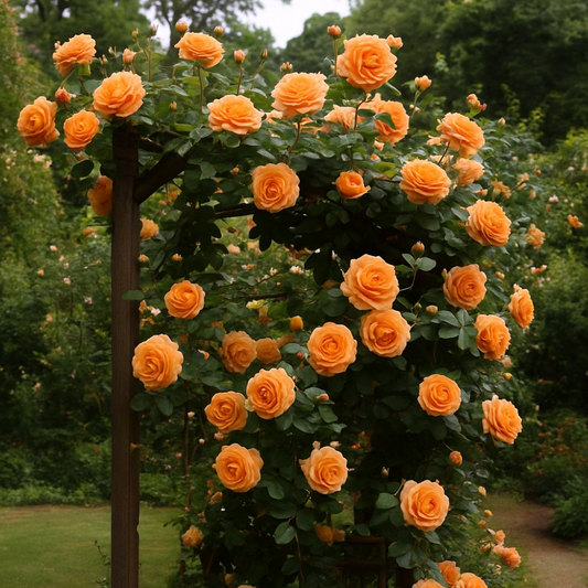 Trandafiri Cățărători Parfumați - Encanto - Rădăcină Ambalată - Aqua Flowers