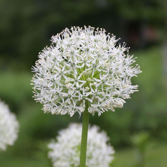 Bulbi Allium Mount Everest – Pachet 3 bulbi – Aqua Flowers