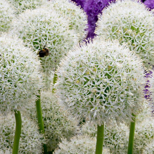 Bulbi Allium Mount Everest – Pachet 3 bulbi – Aqua Flowers