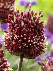 Bulbi de Allium Red Mohican - Pachet 3 Bulbi