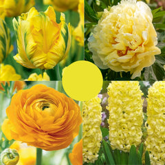 Pachet Primăvară Galbenă