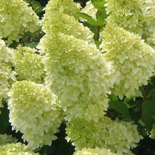 Hortensia Paniculata - Limelight - Ghiveci