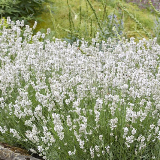 Lavanda Alba - Ghiveci - Inaltime la livrare 30 cm