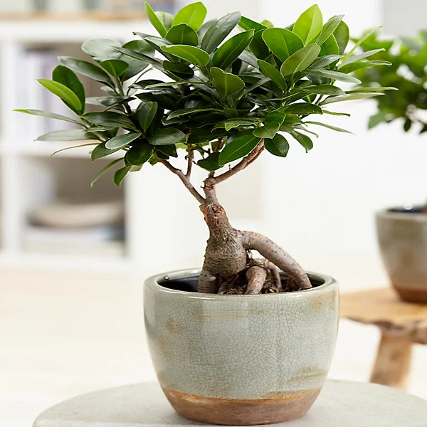 Planta interior - Ficus Bonsai Ginseng - Aqua Flowers