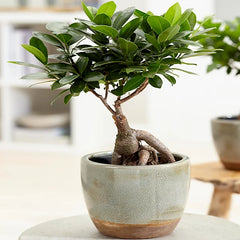 Planta interior - Ficus Bonsai Ginseng - Aqua Flowers