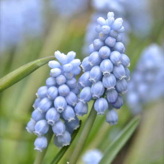 Bulbi Muscari - Valerie Finnis Pachet 5 Bulbi - Aqua Flowers