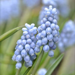 Bulbi Muscari - Valerie Finnis Pachet 5 Bulbi - Aqua Flowers
