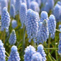 Bulbi Muscari - Valerie Finnis Pachet 5 Bulbi - Aqua Flowers