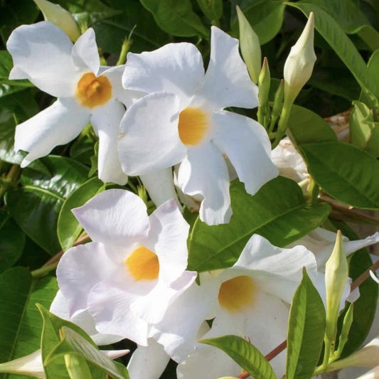 Floare terasa/balcon - Dipladenia Alba - Ghiveci - Aqua Flowers