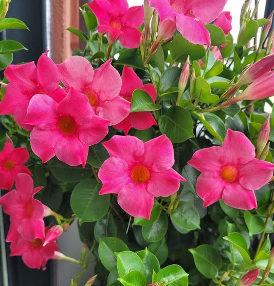 Floare terasa/balcon - Dipladenia Pink - Planta la ghiveci - Aqua Flowers