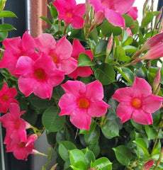 Floare terasa/balcon - Dipladenia Pink - Planta la ghiveci - Aqua Flowers