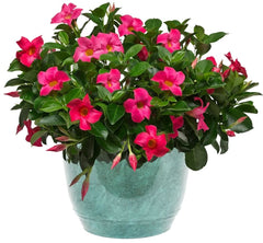 Floare terasa/balcon - Dipladenia Pink - Planta la ghiveci - Aqua Flowers
