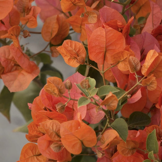 Floare terasa/balcon - Floarea de Hartie (Bougainvillea sanderiana) - Portocalie - Ghiveci 2L - Aqua Flowers