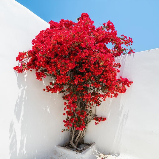 Floare terasa/balcon - Floarea de Hartie (Bougainvillea sanderiana) - Rosie - Ghiveci 2L - Aqua Flowers