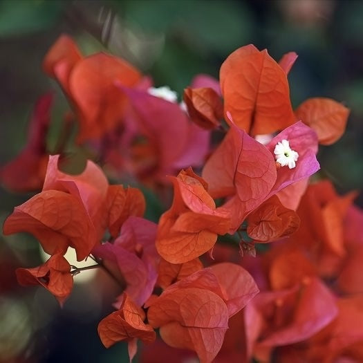 Floare terasa/balcon - Floarea de Hartie (Bougainvillea sanderiana) - Rosie - Ghiveci 2L - Aqua Flowers