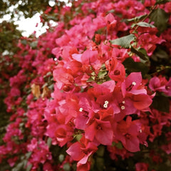 Floare terasa/balcon - Floarea de Hartie (Bougainvillea sanderiana) - Rosie - Ghiveci 2L - Aqua Flowers