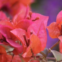 Floare terasa/balcon - Floarea de Hartie (Bougainvillea sanderiana) - Rosie - Ghiveci 2L - Aqua Flowers