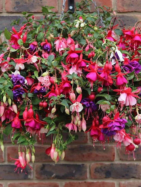 Floare terasa/balcon - Fuchsia - Aqua Flowers