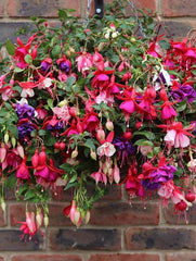 Floare terasa/balcon - Fuchsia - Aqua Flowers