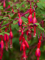 Floare terasa/balcon - Fuchsia - Aqua Flowers