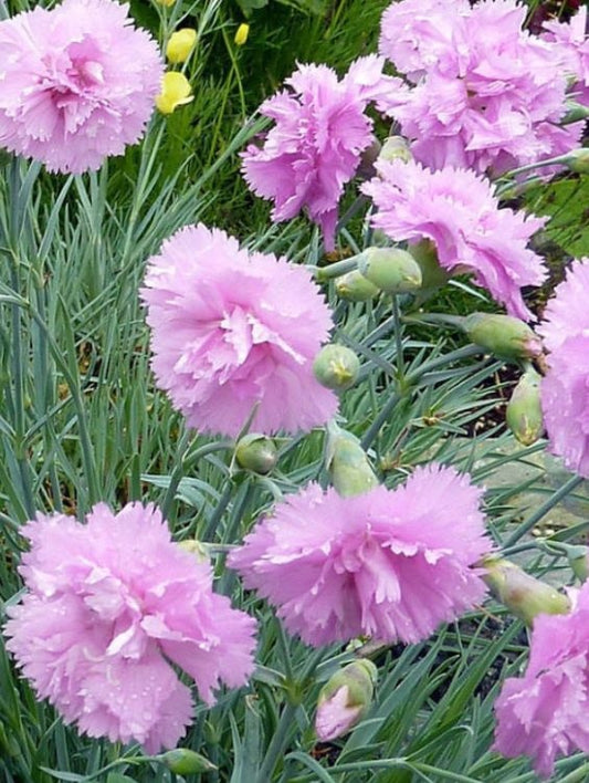 Floare terasa/balcon - Garofite - Aqua Flowers