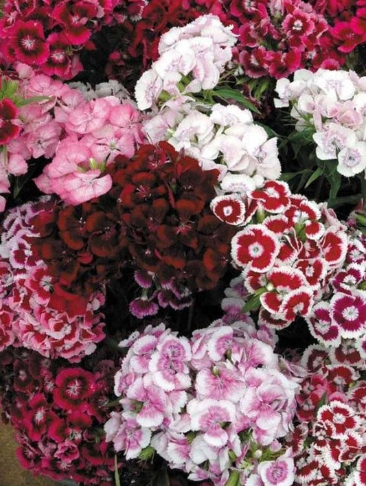Floare terasa/balcon - Garofite - Aqua Flowers