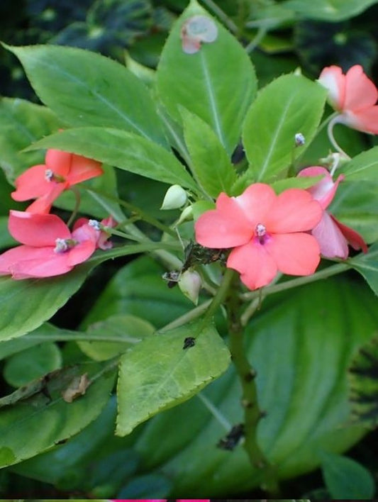 Floare terasa/balcon - Impatiens (sporul casei) - Aqua Flowers