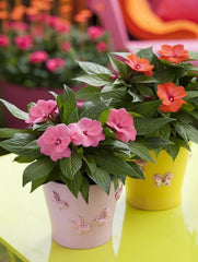 Floare terasa/balcon - Impatiens (sporul casei) - Aqua Flowers