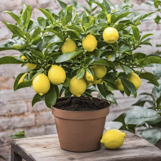 Floare terasa/balcon - Lamai - Citrus Lemon - Cu fructe - Ghiveci 3L - Aqua Flowers