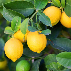 Floare terasa/balcon - Lamai - Citrus Lemon - Cu fructe - Ghiveci 3L - Aqua Flowers