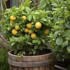 Floare terasa/balcon - Lamai - Citrus Lemon - Cu fructe - Ghiveci 3L - Aqua Flowers