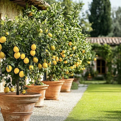 Floare terasa/balcon - Lamai - Citrus Lemon - Cu fructe - Ghiveci 3L - Aqua Flowers